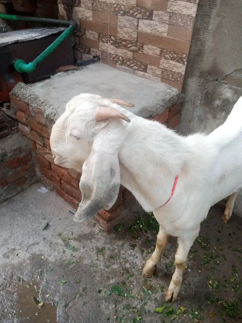 Bakra For Sale — photo 2