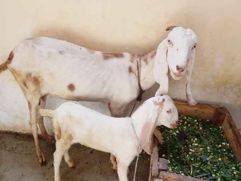 دیسی بکری فور سیل ساتھ دو ماہ کا بچہ میل رجن پوری — photo 9