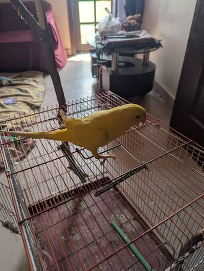 Yellow Ring neck female