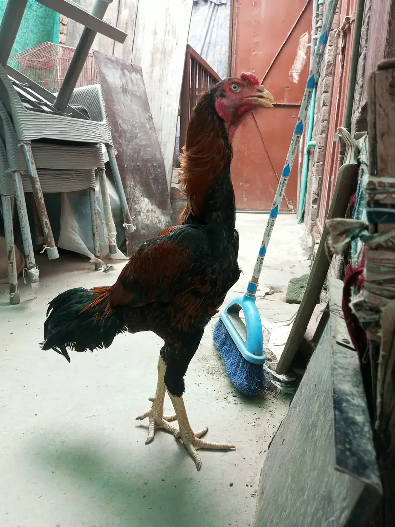 lakha lasani aseel pathe healthy and active — photo 3
