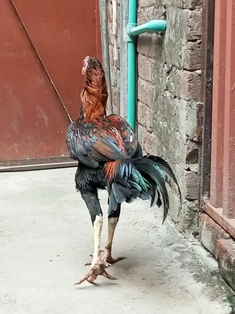lakha lasani aseel pathe healthy and active — photo 6