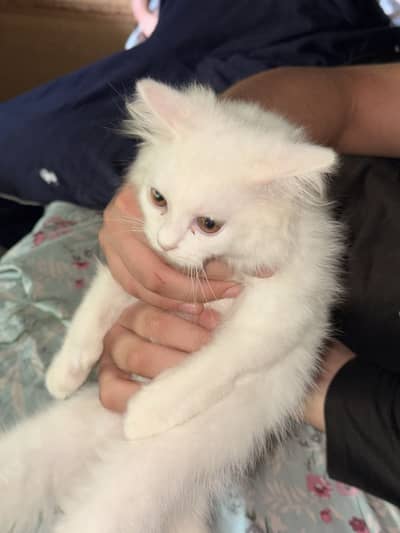 Persian Cat White
