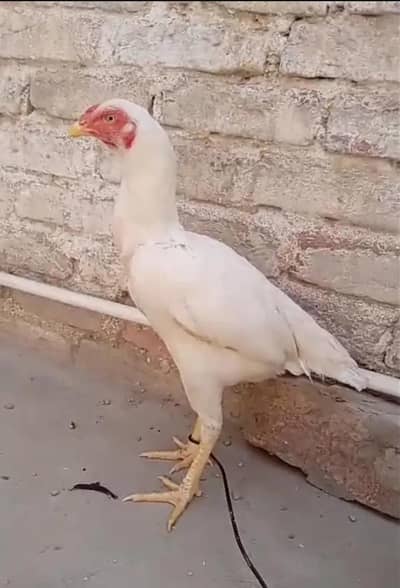 Heera aseel murghi