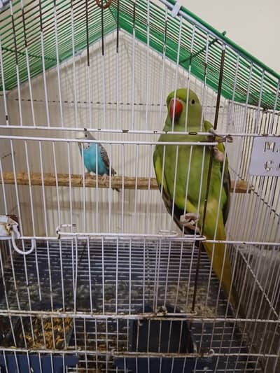 Raw parrot Beautiful