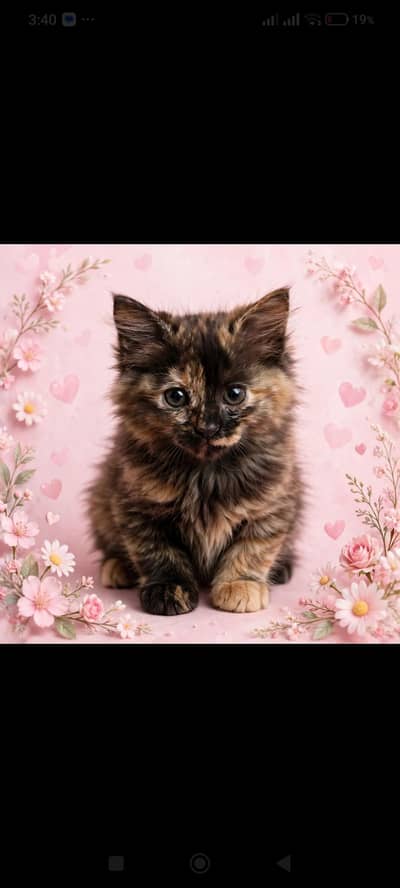urgently sale Persian kitten brown with grey eyes in Lahore