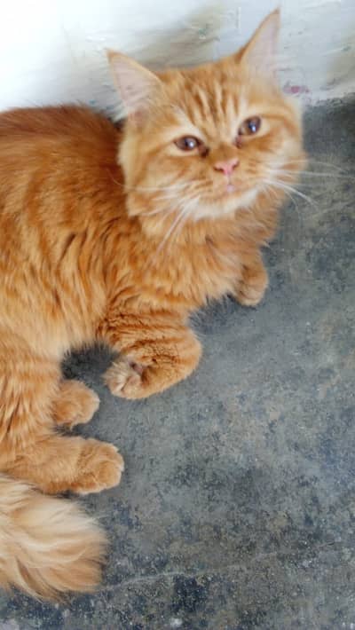 Personal pet cat long hairs