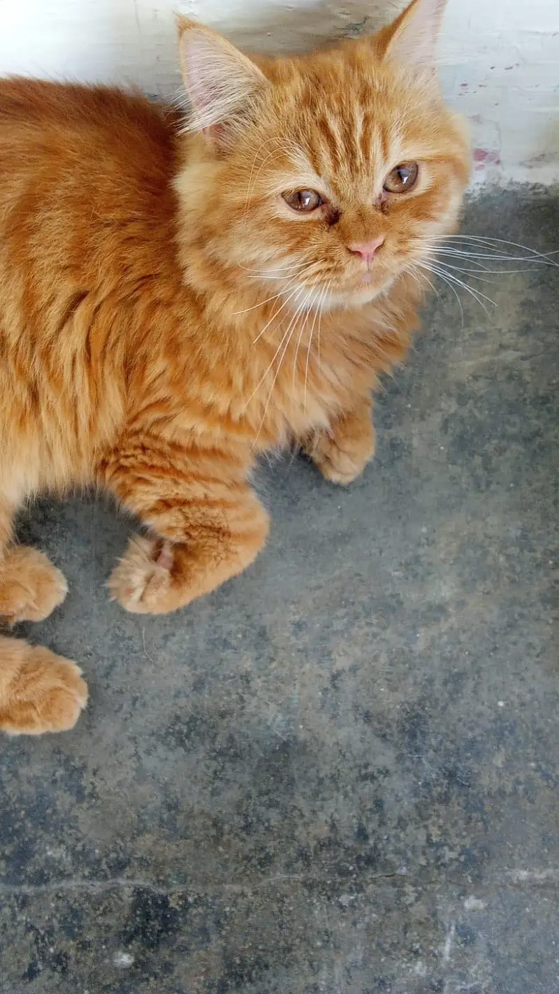 Personal pet cat long hairs — photo 2
