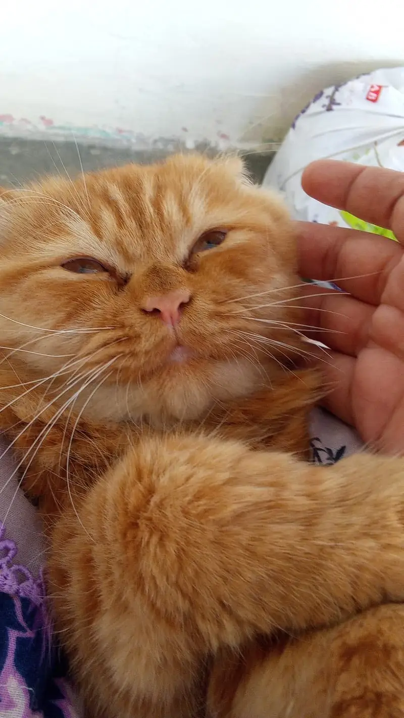 Personal pet cat long hairs — photo 3