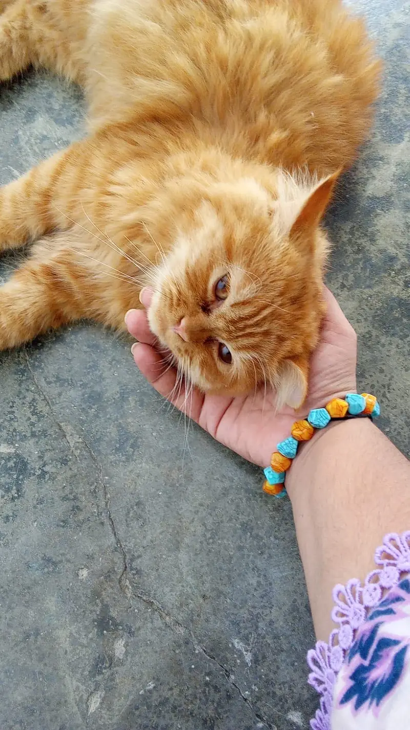 Personal pet cat long hairs — photo 4