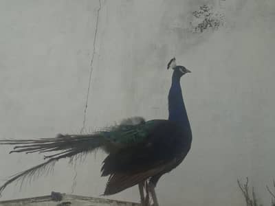 خوبصورت نر مور فروخت کے لیے دستیاب ہے