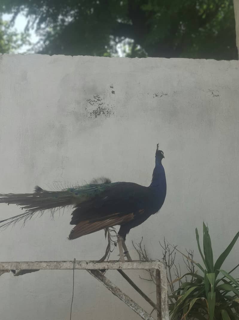 خوبصورت نر مور فروخت کے لیے دستیاب ہے 1