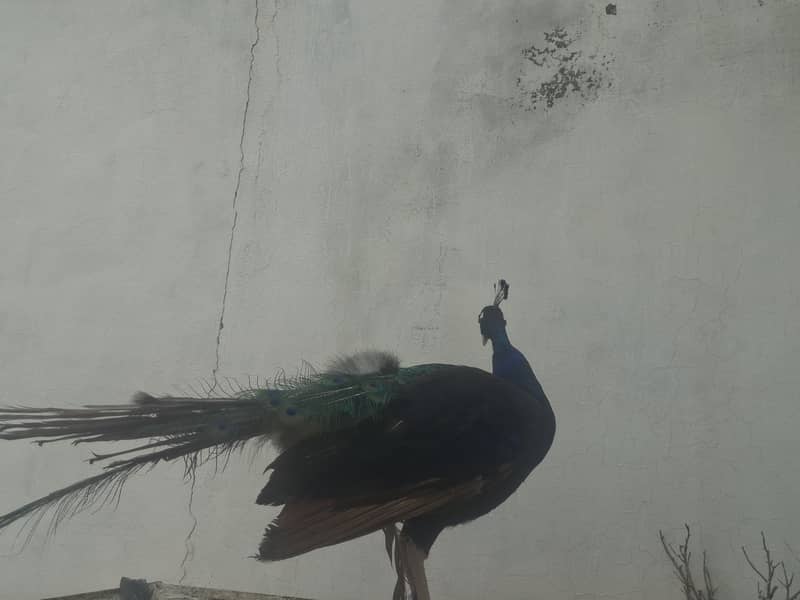 خوبصورت نر مور فروخت کے لیے دستیاب ہے 2