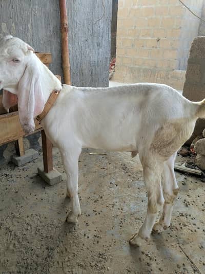 Gulabi Bakra hai