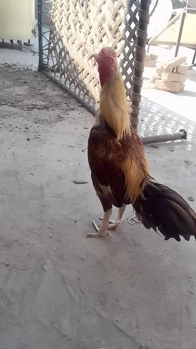 Aseel murga or 2 murgi for sale hai