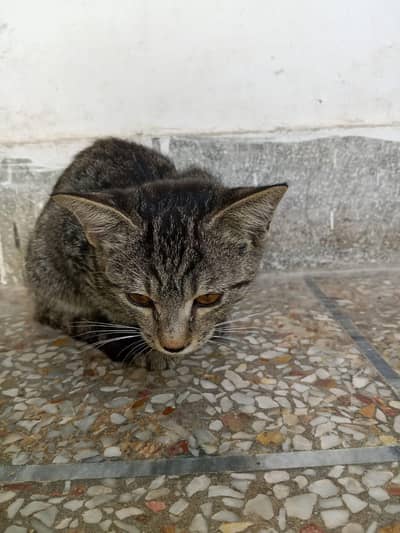 cat for adoptoin 03008683013