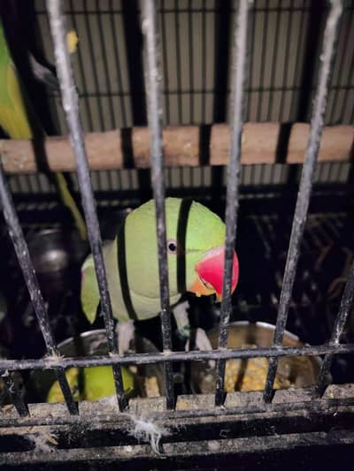 2 Female Alexandrine Parrots with Cage | Semi-Tame