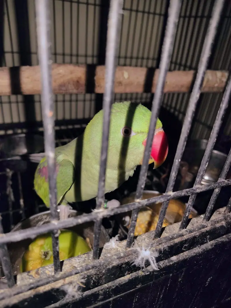 2 Female Alexandrine Parrots with Cage | Semi-Tame — photo 2