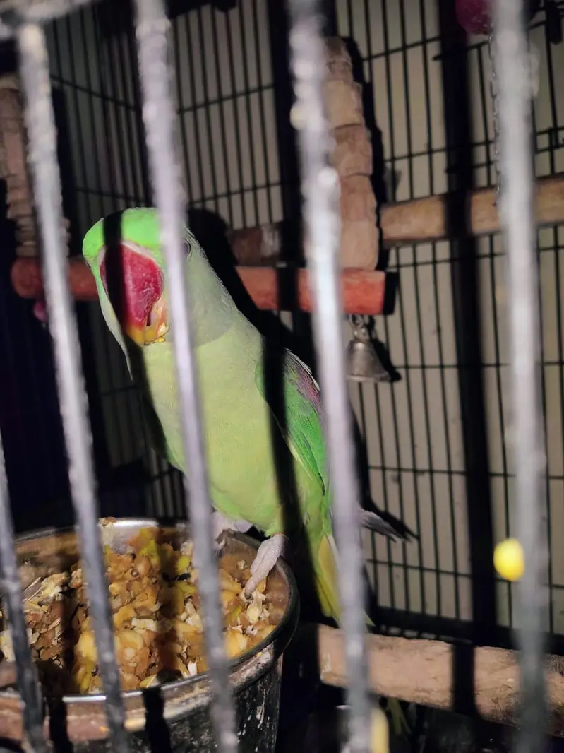 2 Female Alexandrine Parrots with Cage | Semi-Tame — photo 3
