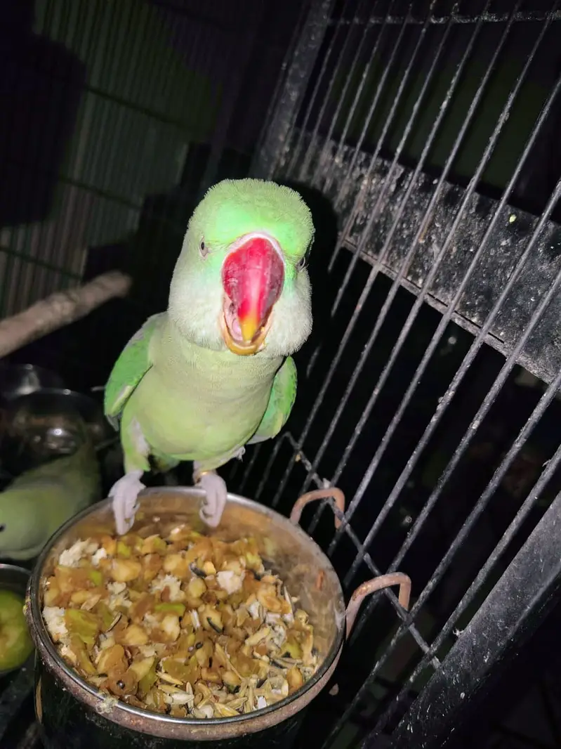 2 Female Alexandrine Parrots with Cage | Semi-Tame — photo 4