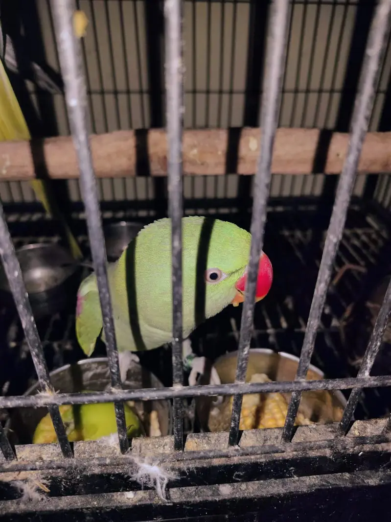 2 Female Alexandrine Parrots with Cage | Semi-Tame — photo 5