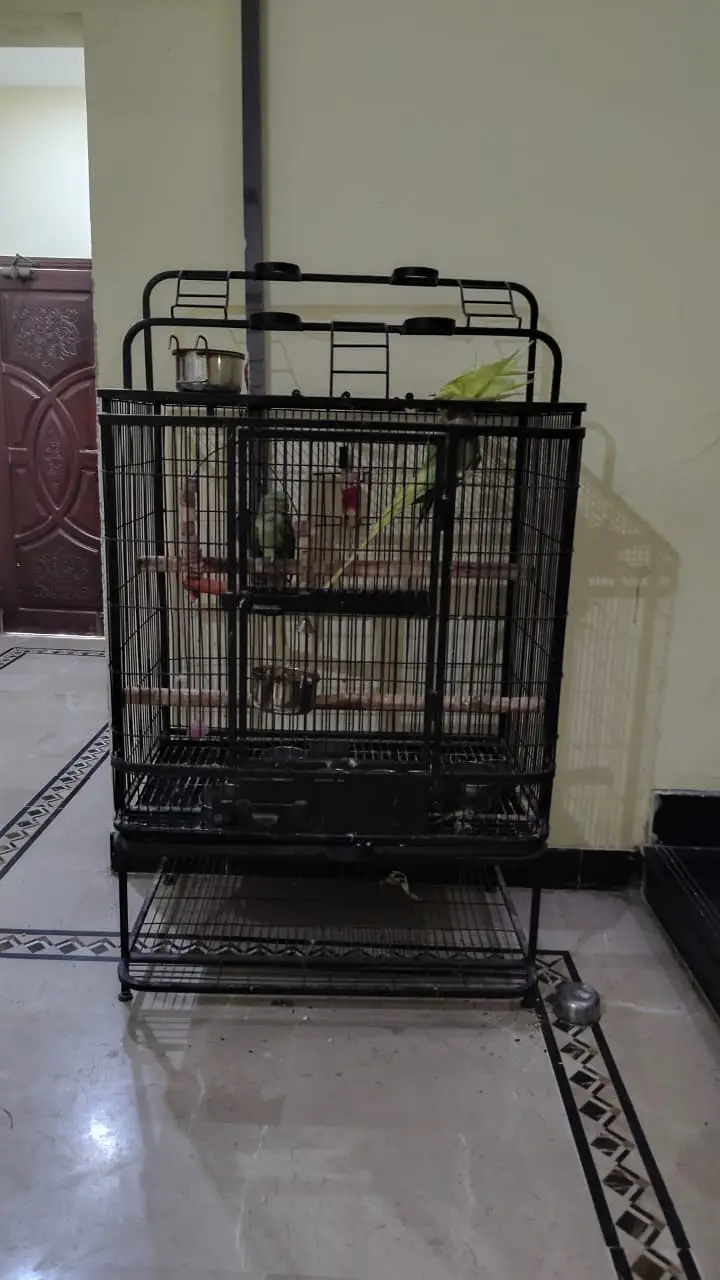 2 Female Alexandrine Parrots with Cage | Semi-Tame — photo 6