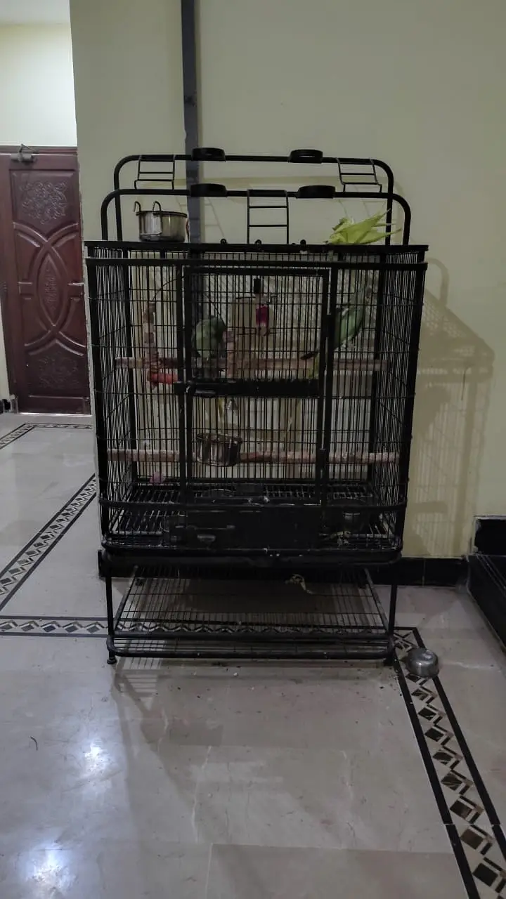 2 Female Alexandrine Parrots with Cage | Semi-Tame — photo 7