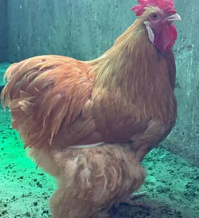 golden heavy buff chick
