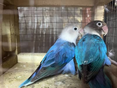 Motation love birds breeder pair