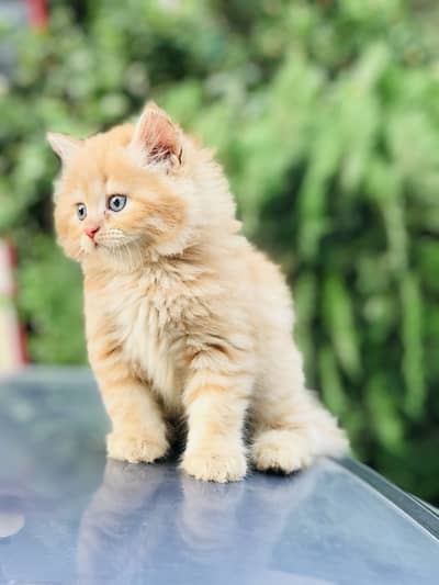 Persian kittens