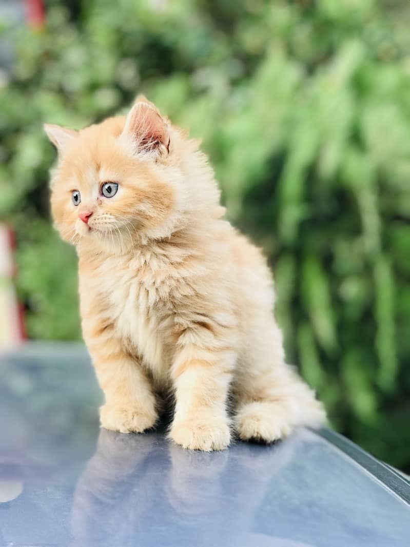 Persian kittens 0