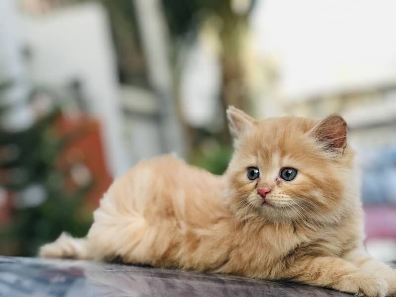 Persian kittens 3