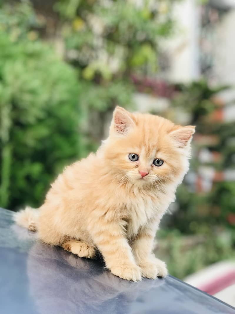 Persian kittens 4