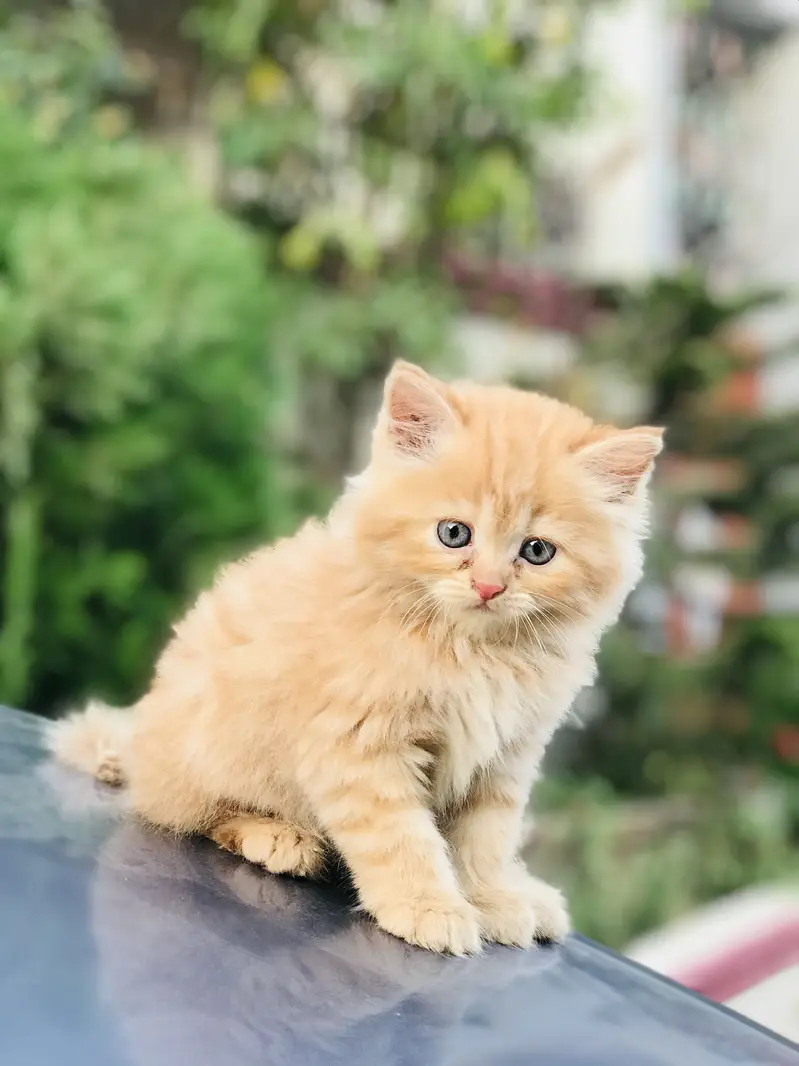 Persian kittens — photo 5