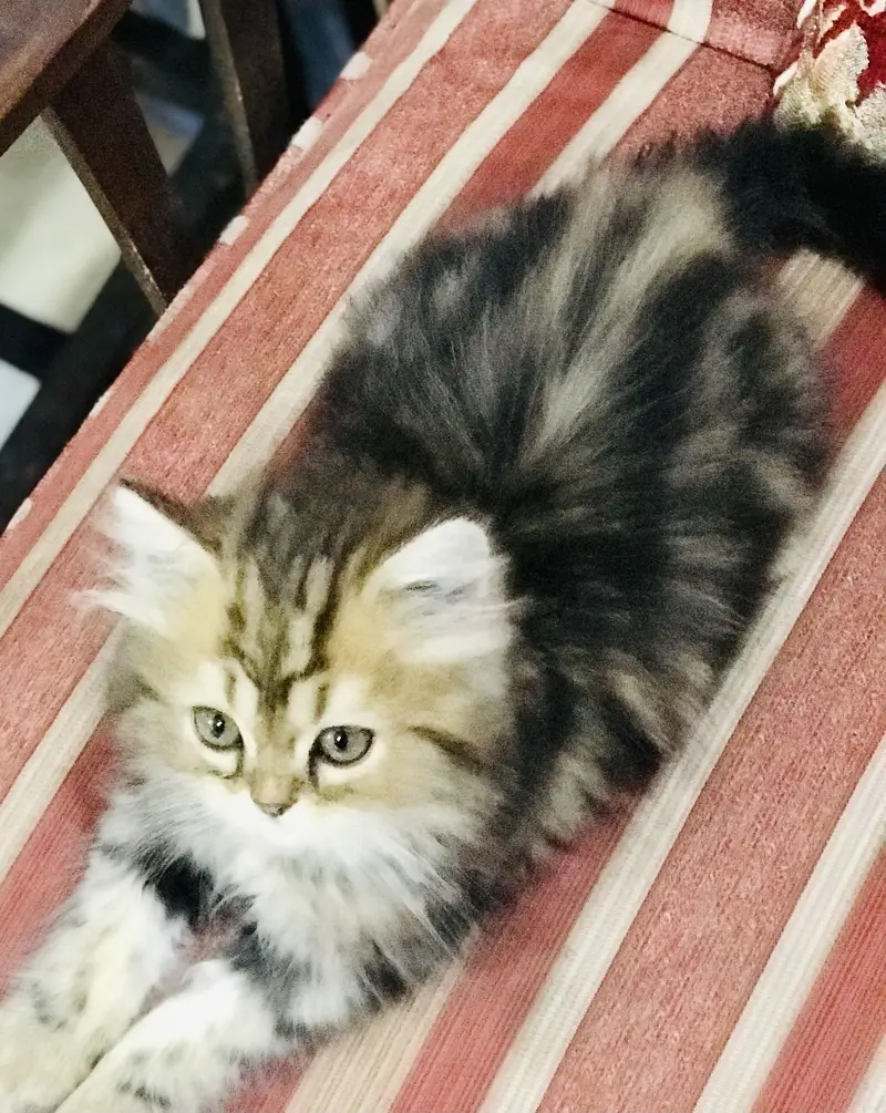 Persian kittens — photo 6