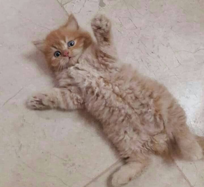 Persian kittens 6
