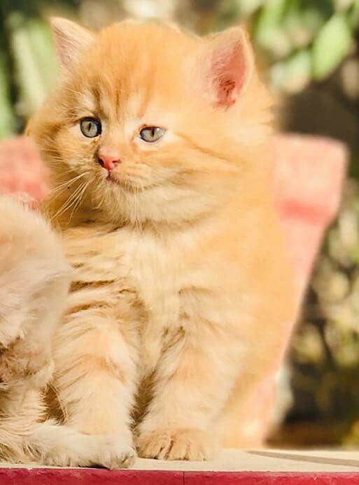 Persian kittens 8