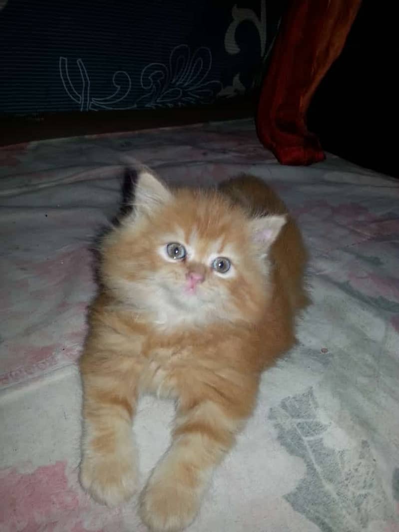 Persian kittens 9