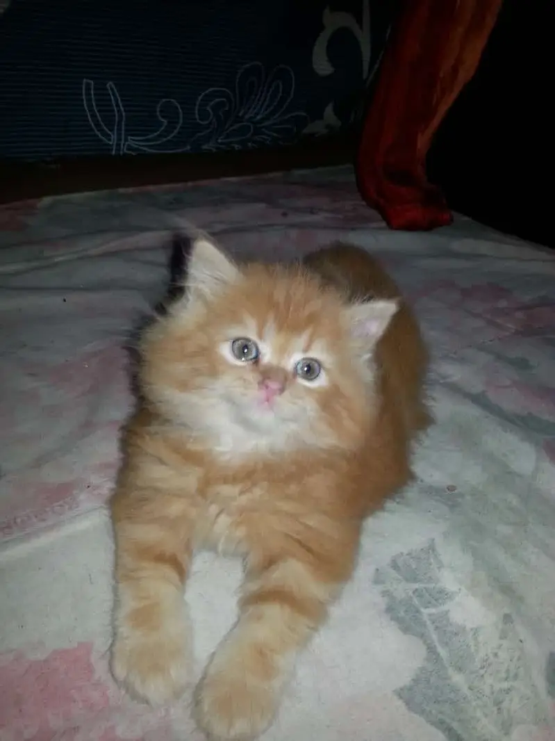 Persian kittens — photo 10