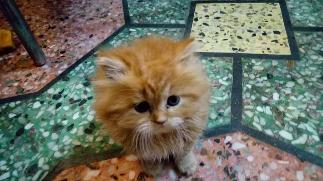 Persian kittens 10