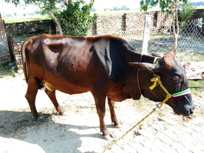 A cow is pregnant and cow gives us 20 liter milk one time