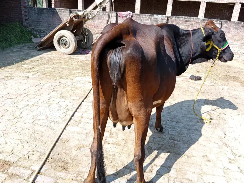 A cow is pregnant and cow gives us 20 liter milk one time — photo 2