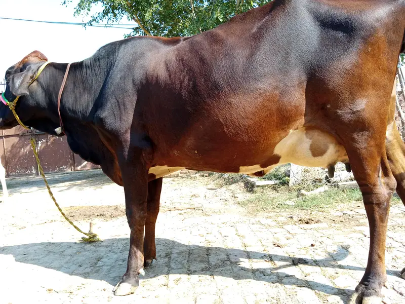A cow is pregnant and cow gives us 20 liter milk one time — photo 3