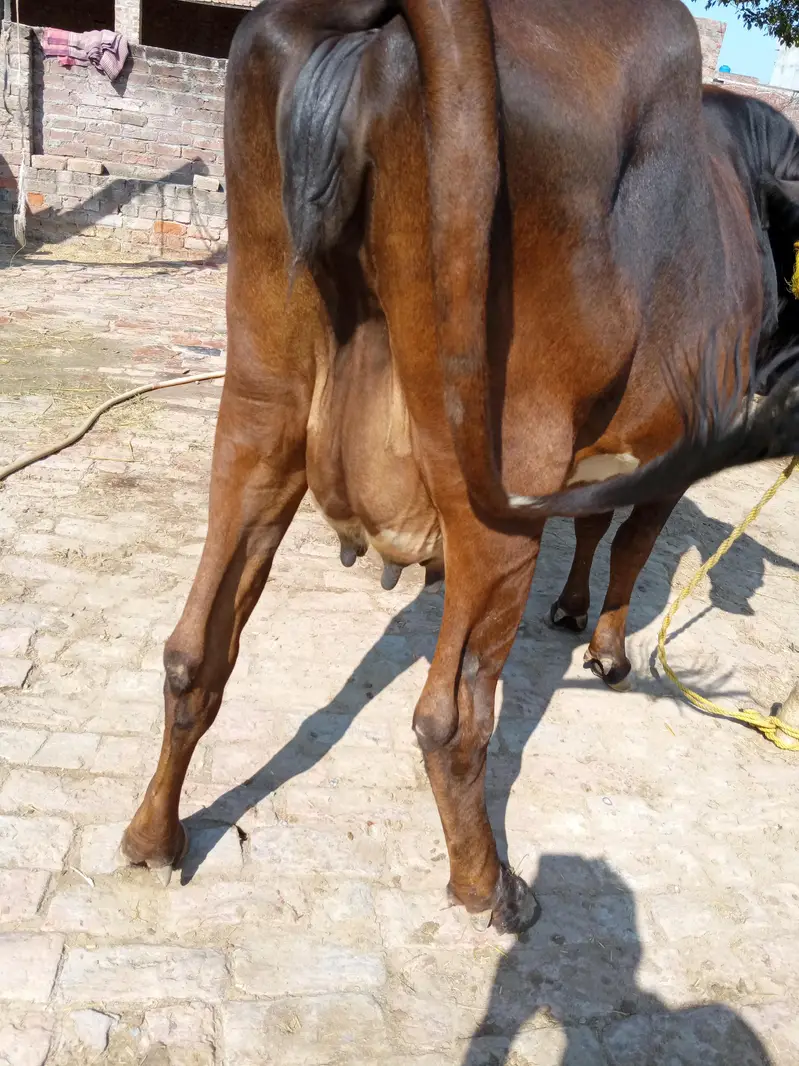A cow is pregnant and cow gives us 20 liter milk one time — photo 4