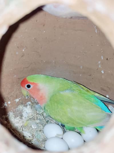 Lutino Breeder Pair