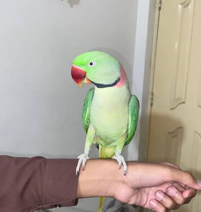 Talking parrot Urgent for sale