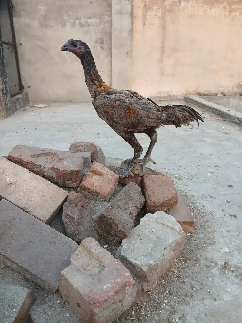 Thai dragon pair for sale. Achi height me strong bird hain. — photo 2