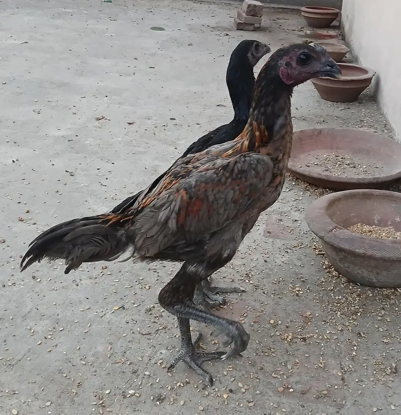 Thai dragon pair for sale. Achi height me strong bird hain. — photo 4