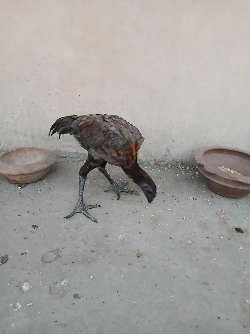 Thai dragon pair for sale. Achi height me strong bird hain. — photo 6