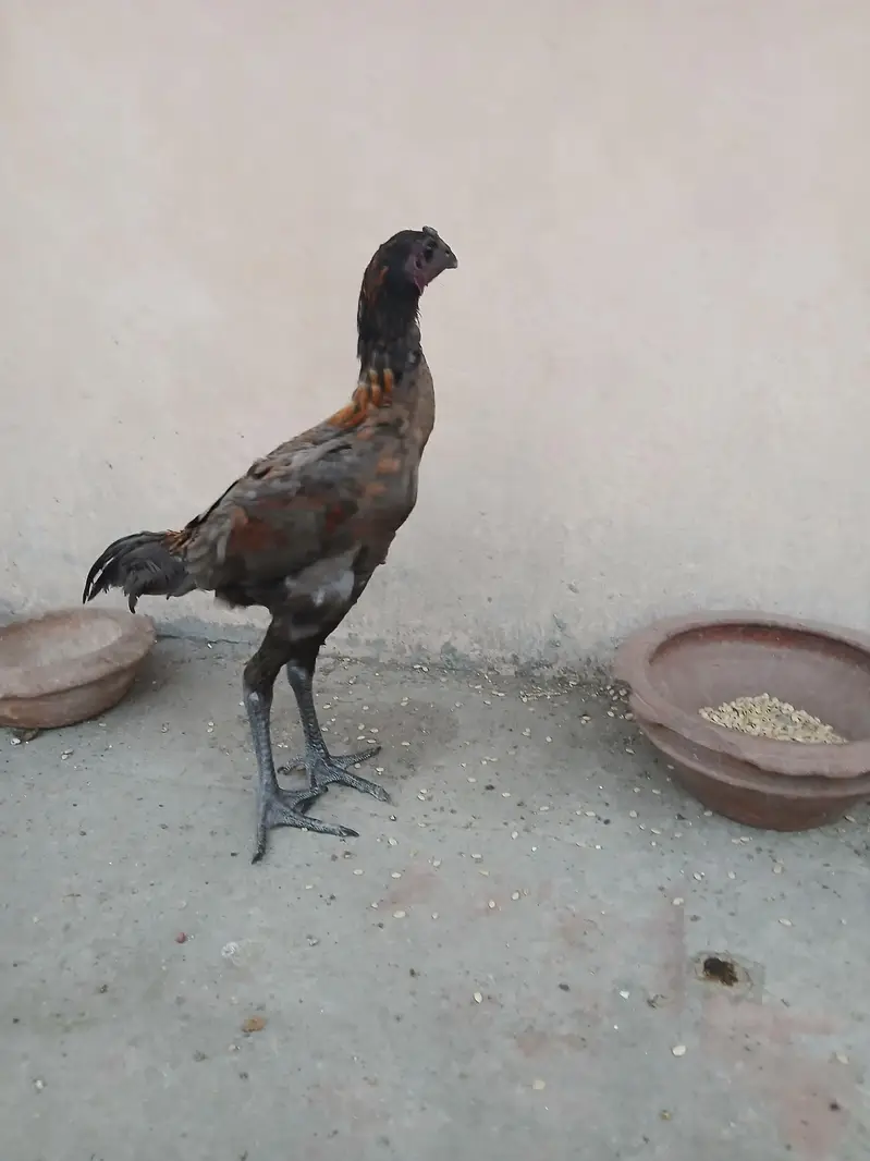 Thai dragon pair for sale. Achi height me strong bird hain. — photo 7