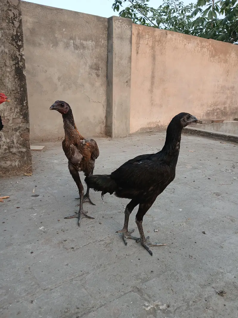 Thai dragon pair for sale. Achi height me strong bird hain. — photo 8